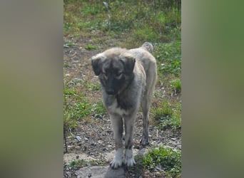 BANDIT - hübscher Bub sucht ein Zuhause