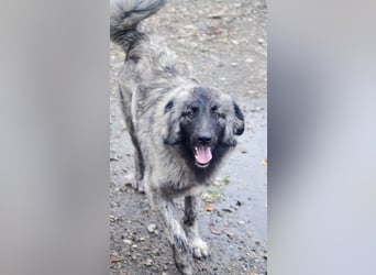 SINA - Kuschelhund sucht Familie