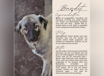 BANDIT - hübscher Bub sucht ein Zuhause