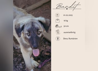 BANDIT - hübscher Bub sucht ein Zuhause