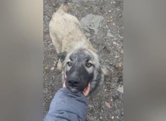 BANDIT - hübscher Bub sucht ein Zuhause