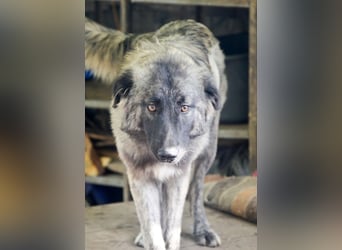 SINA - Kuschelhund sucht Familie