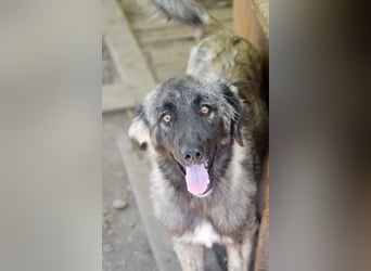 SINA - Kuschelhund sucht Familie