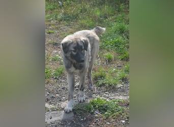 BANDIT - hübscher Bub sucht ein Zuhause