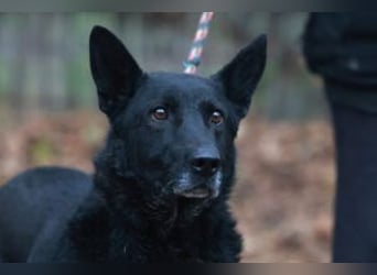 Elvis ist ein Rohdiamant und hat endlich sein eigenes Körbchen verdient