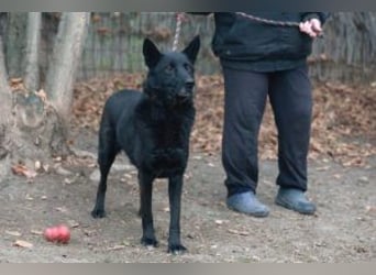 Elvis ist ein Rohdiamant und hat endlich sein eigenes Körbchen verdient