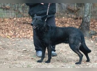 Elvis ist ein Rohdiamant und hat endlich sein eigenes Körbchen verdient