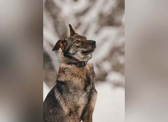 Besondere Leyla sucht ihre Menschen
