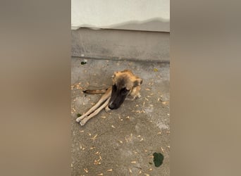 Dara - Eine kleine Kämpferin sucht ihre Menschen / Handicap