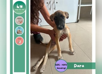 Dara - Eine kleine Kämpferin sucht ihre Menschen / Handicap