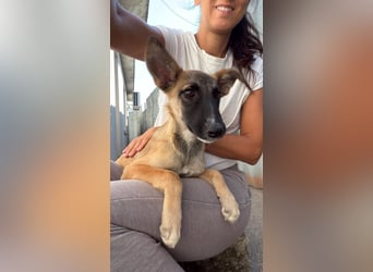 Dara - Eine kleine Kämpferin sucht ihre Menschen / Handicap
