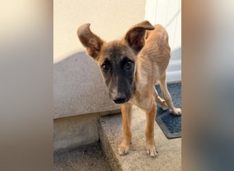 Dara - Eine kleine Kämpferin sucht ihre Menschen / Handicap