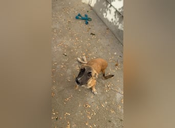 Dara - Eine kleine Kämpferin sucht ihre Menschen / Handicap