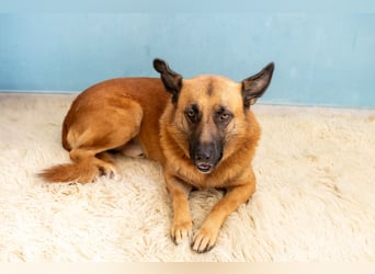 Malli-Schäfer Willi sucht ein Zuhause – treuer Gefährte auf vier Pfoten
