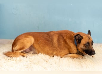 Malli-Schäfer Willi sucht ein Zuhause – treuer Gefährte auf vier Pfoten
