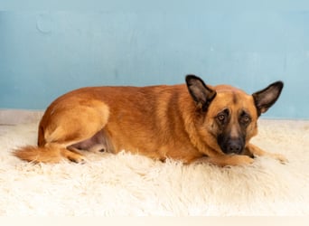 Malli-Schäfer Willi sucht ein Zuhause – treuer Gefährte auf vier Pfoten