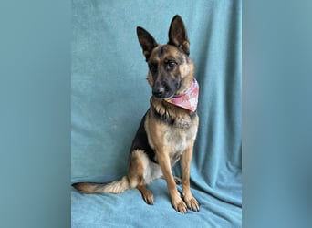 NYSA - Wunderschöne Schäferhündin, sozial mit Hunden und Katzen!