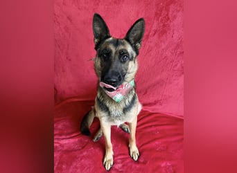 NYSA - Wunderschöne Schäferhündin, sozial mit Hunden und Katzen!