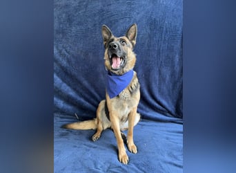 NYSA - Wunderschöne Schäferhündin, sozial mit Hunden und Katzen!