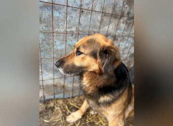 HEKTOR - Sensibler Deutscher Schäferhund-Mix, der im Tierheim immer ängstlicher wird