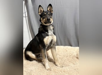 KADIR - Sportlicher, lebensfroher Schäferhund Mischling sucht aktive Menschen