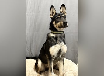 KADIR - Sportlicher, lebensfroher Schäferhund Mischling sucht aktive Menschen