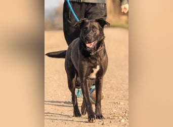 ASH - Rundum verträgliche Hündin sucht aktive Partner fürs Leben ASH - Rundum verträgliche Hündin sucht aktive Partner fürs Leben