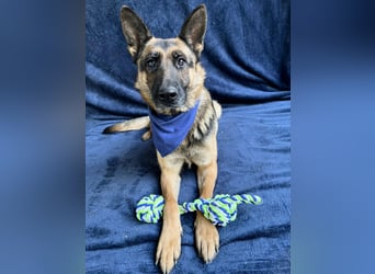 NYSA - Wunderschöne Schäferhündin, sozial mit Hunden und Katzen!