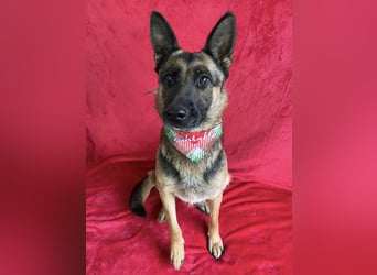 NYSA - Wunderschöne Schäferhündin, sozial mit Hunden und Katzen!