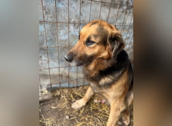 HEKTOR - Sensibler Deutscher Schäferhund-Mix, der im Tierheim immer ängstlicher wird