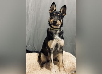 KADIR - Sportlicher, lebensfroher Schäferhund Mischling sucht aktive Menschen