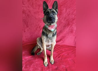 NYSA - Wunderschöne Schäferhündin, sozial mit Hunden und Katzen!