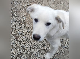 Casper - lieber Schäfermix sucht sein Glück 