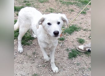 Casper - lieber Schäfermix sucht sein Glück 