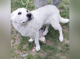 Casper - lieber Schäfermix sucht sein Glück 