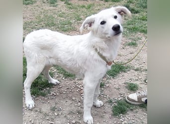 Casper - lieber Schäfermix sucht sein Glück 
