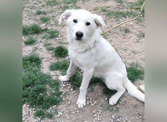 Casper - lieber Schäfermix sucht sein Glück 