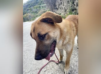Achtung hier kommt Ares dein Traumhund