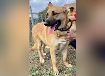 Schmuckstück AMBER sucht ein Zuhause