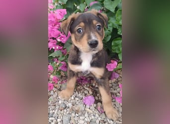 Kleiner FOZZIE Bär sucht Menschen mit großem Herz
