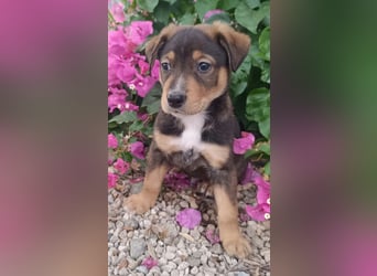 Kleiner FOZZIE Bär sucht Menschen mit großem Herz