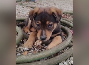 Kleiner FOZZIE Bär sucht Menschen mit großem Herz