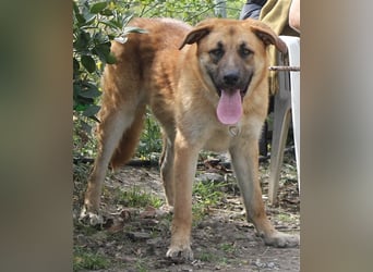 Achtung hier kommt Ares dein Traumhund