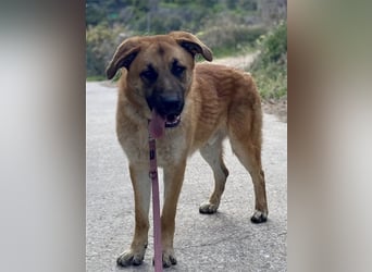 Achtung hier kommt Ares dein Traumhund