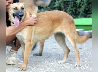 Schmuckstück AMBER sucht ein Zuhause