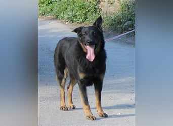 Liebenswerter Bruno sucht Dich zum Kuscheln