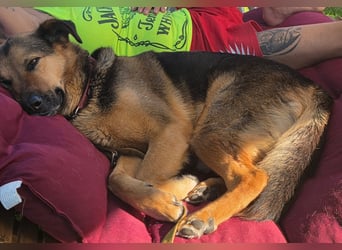 OSCAR-dein Kumpel mit Teddy-Charme