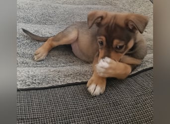 MOMO möchte noch groß und stark werden