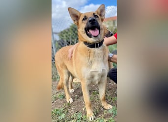 Schmuckstück AMBER sucht ein Zuhause