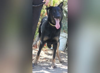 Liebenswerter Bruno sucht Dich zum Kuscheln